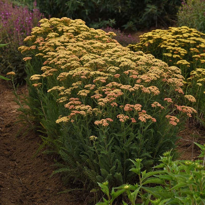 New Vintage™ Terracotta Yarrow