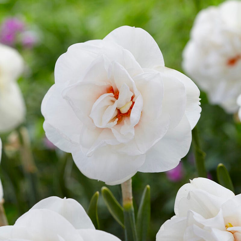 Acropolis Double Daffodil
