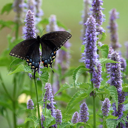 Anise Hyssop