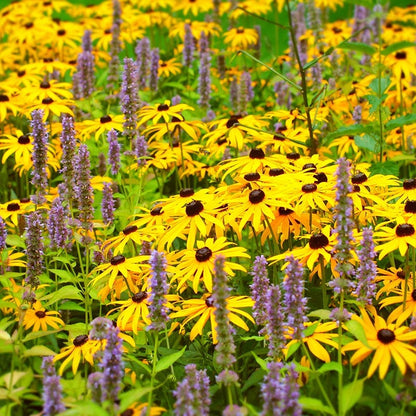 Black Eyed Susan