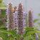 Lavender Hyssop Seeds