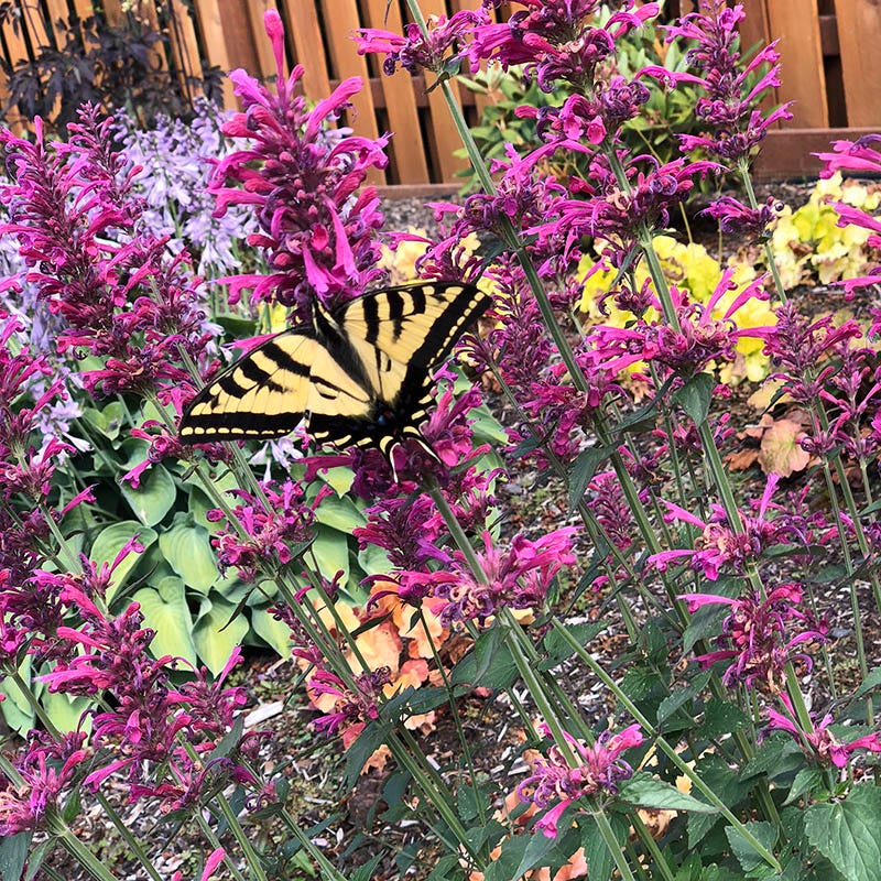 Morello Hyssop, photo courtesy of Terra Nova Nurseries Inc.