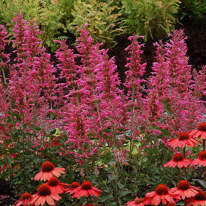 Morello Hyssop