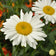 Alaska Shasta Daisy Seeds