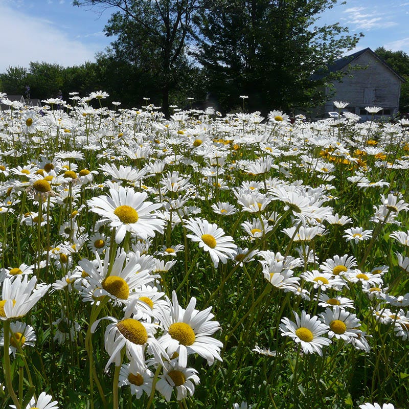 Alaska Shasta Daisy Seeds