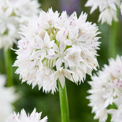 Little Puffs Allium Bulb Collection