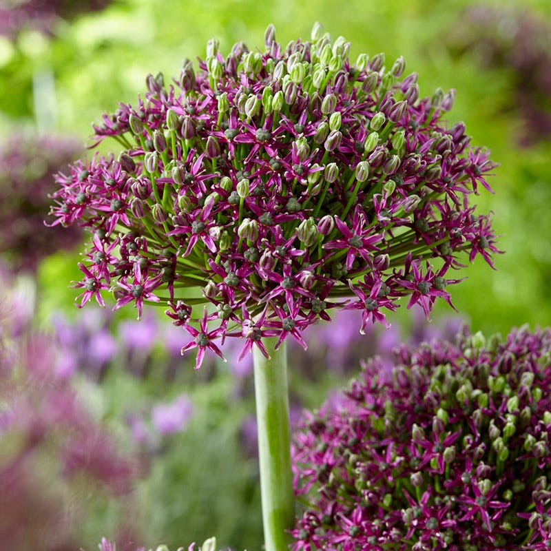 Sangria Allium Flower Bulb Collection