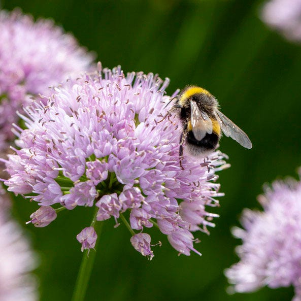 Allium Millenium