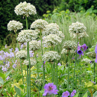 Allium nigrum