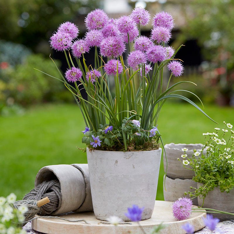 Little Puffs Allium Bulb Collection
