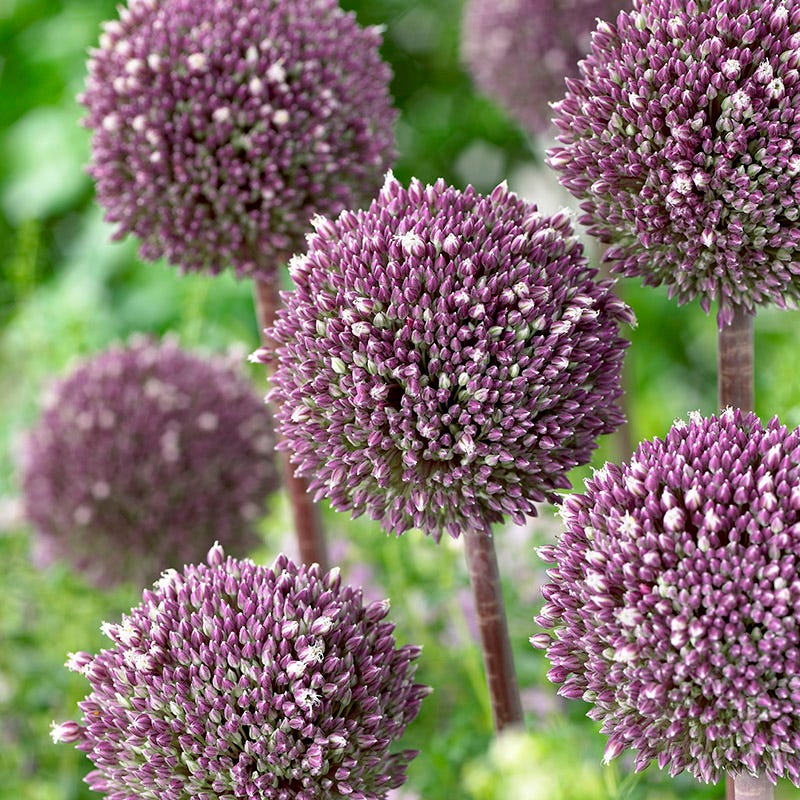Sangria Allium Flower Bulb Collection
