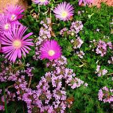 Lawn Alternatives