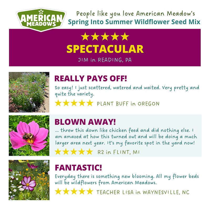 Spring Into Summer Seasonal Wildflower Seed Mix