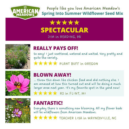 Spring Into Summer Seasonal Wildflower Seed Mix
