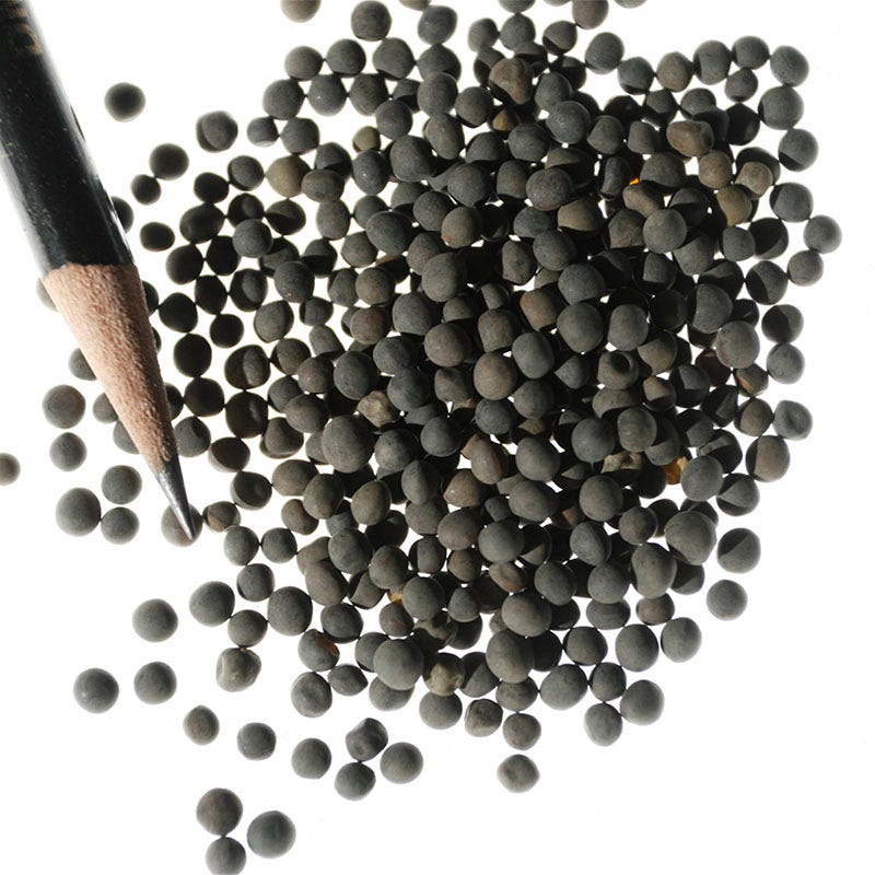 Hairy Vetch Seeds