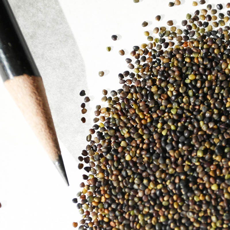 Alsike Clover Seeds