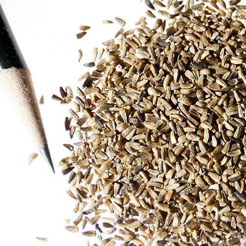 Chicory Seeds