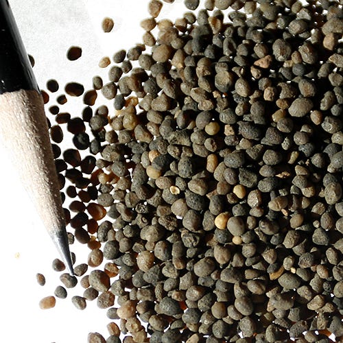 Five Spot Seeds