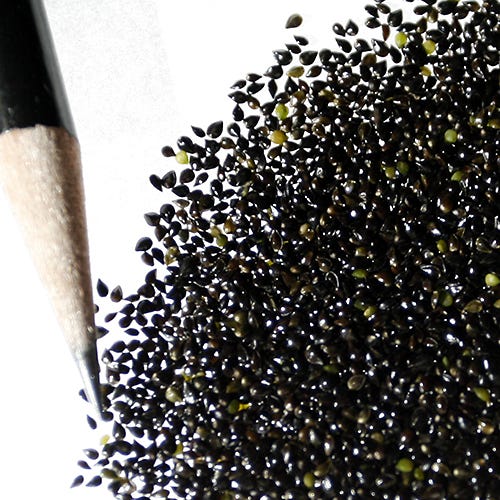 Forget-Me-Not Seeds
