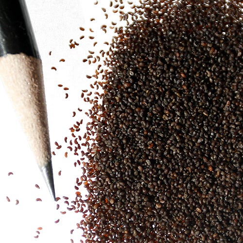 Iceland Poppy Seeds