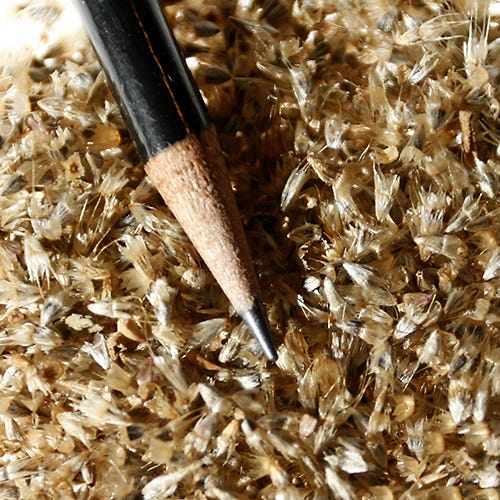 Firewheel Seeds