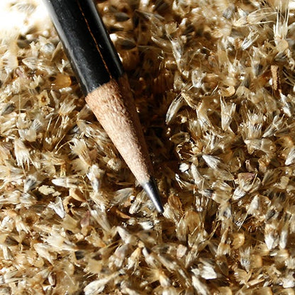 Firewheel Seeds