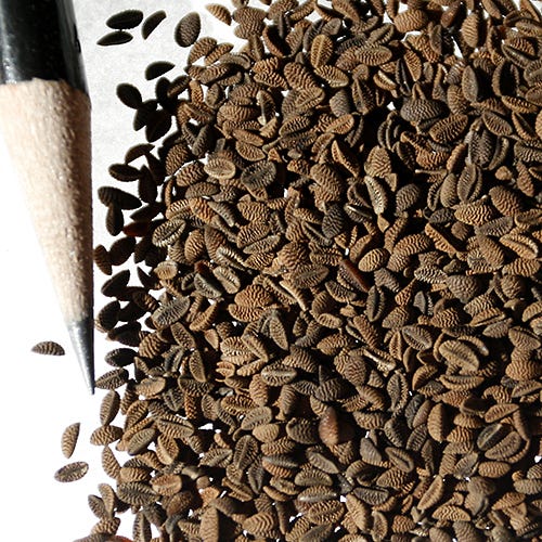 Lacy Phacelia Seeds