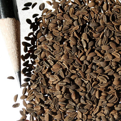 Lacy Phacelia Seeds