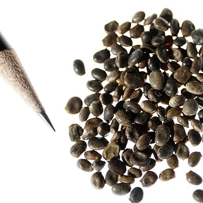 Pixie Delight Dwarf Lupine Seed Mix