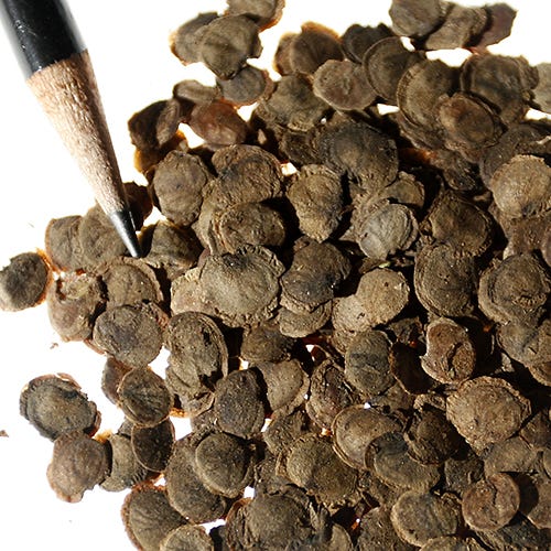 Money Plant Seeds