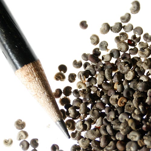 Rose Mallow Seeds
