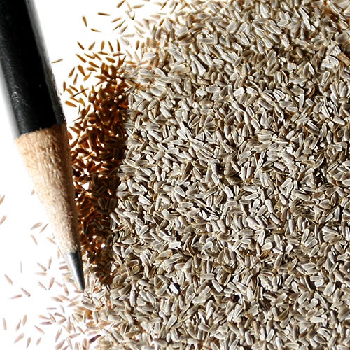 White Yarrow Seeds