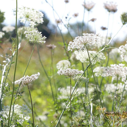 Bishop's Flower Seeds