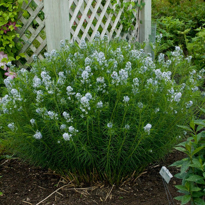 Arkansas Bluestar