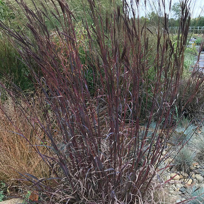 Blackhawks Big Bluestem Grass
