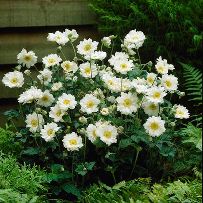 Anemone Whirlwind