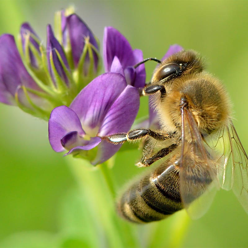 Pollinator Cover Crop Seed Mix