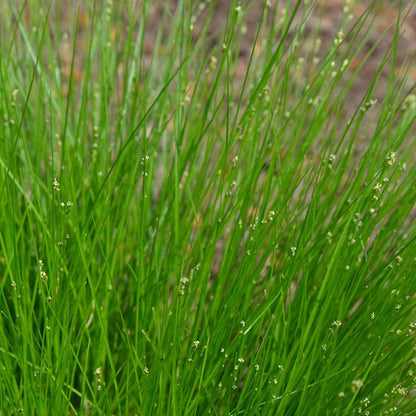 Appalachian Sedge