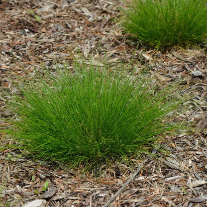 Appalachian Sedge