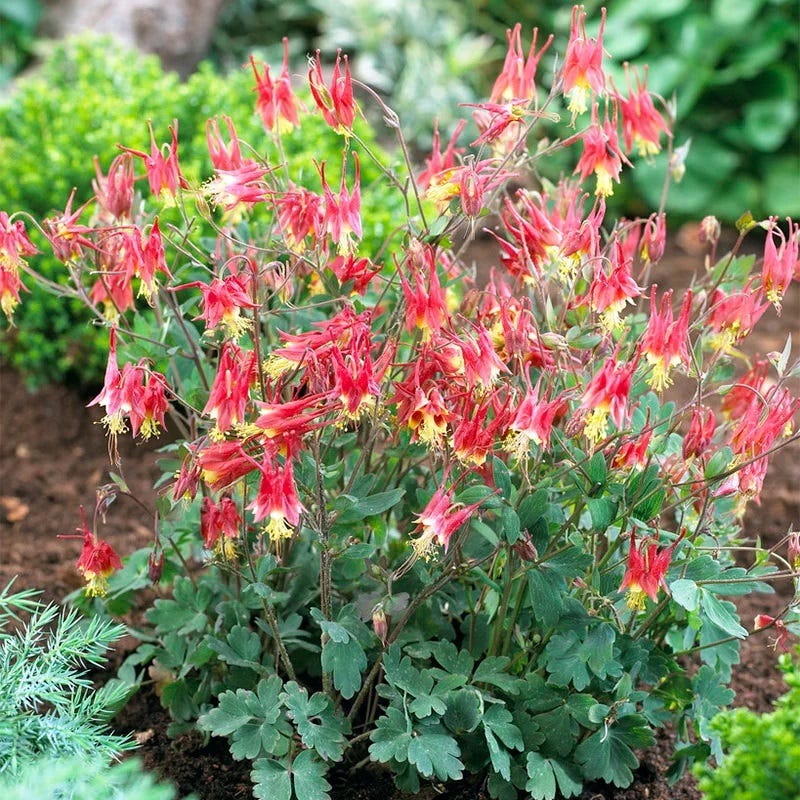 Little Lanterns Columbine