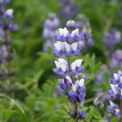 Arroyo Lupine Seeds