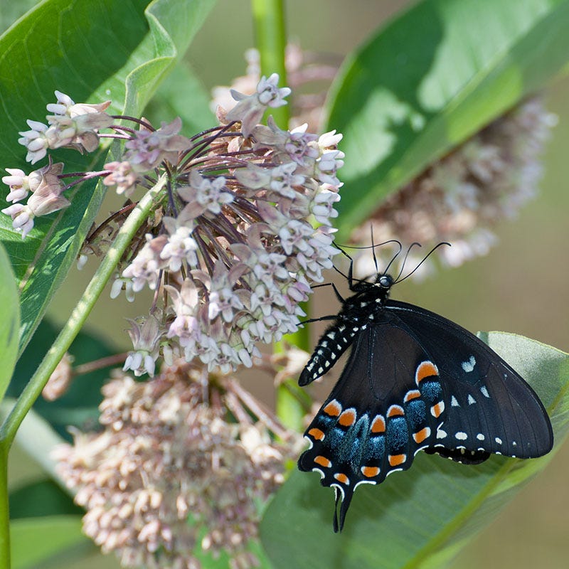 Common Milkweed