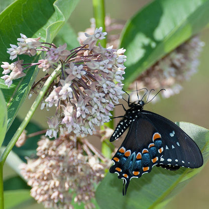 Common Milkweed