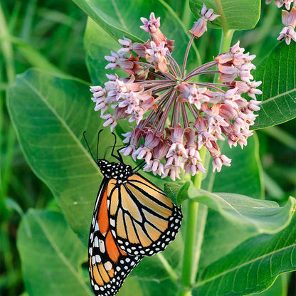 Milkweed Collection