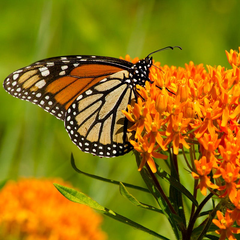 Butterfly Weed 