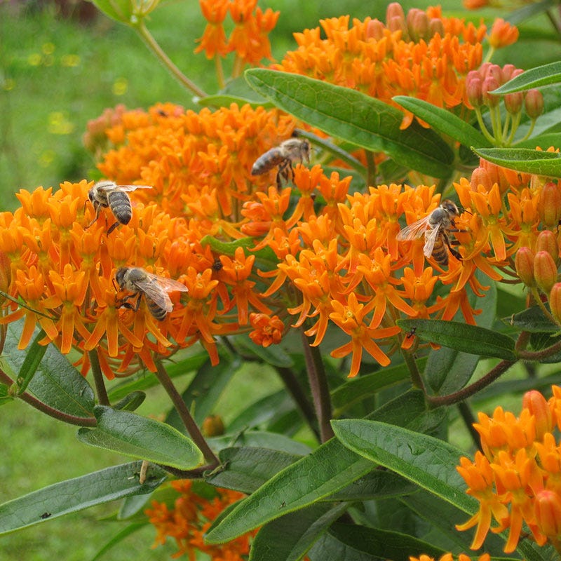 Butterfly Weed