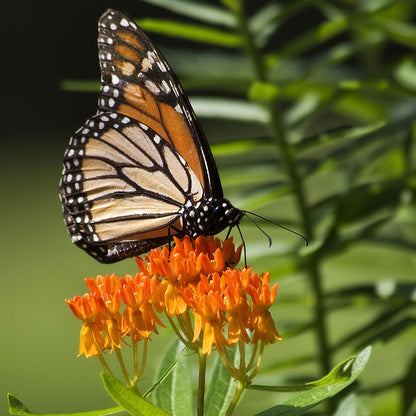 Butterfly Weed