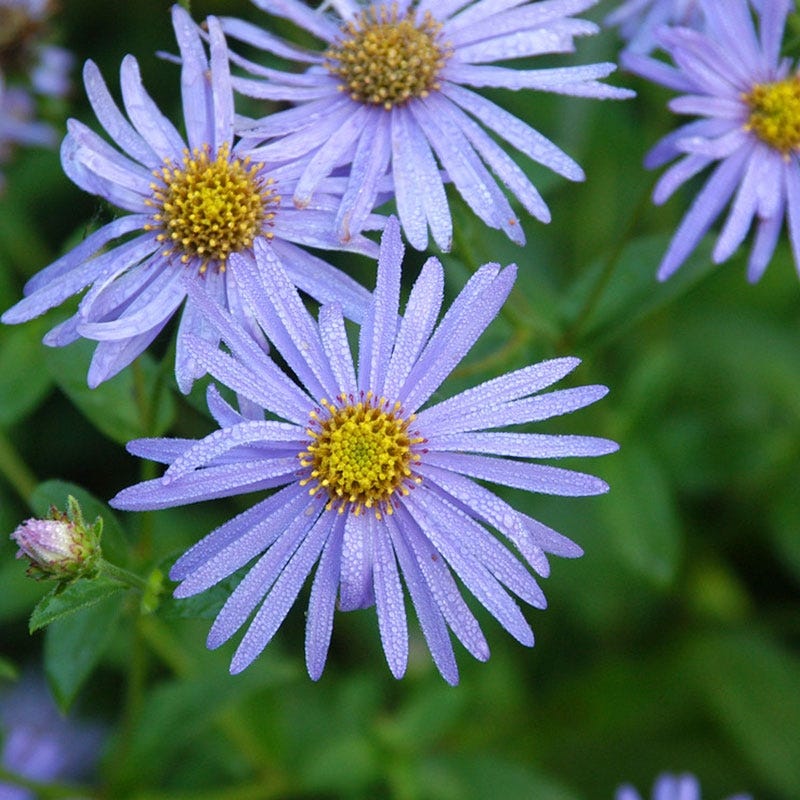 Monch Frikart's Aster
