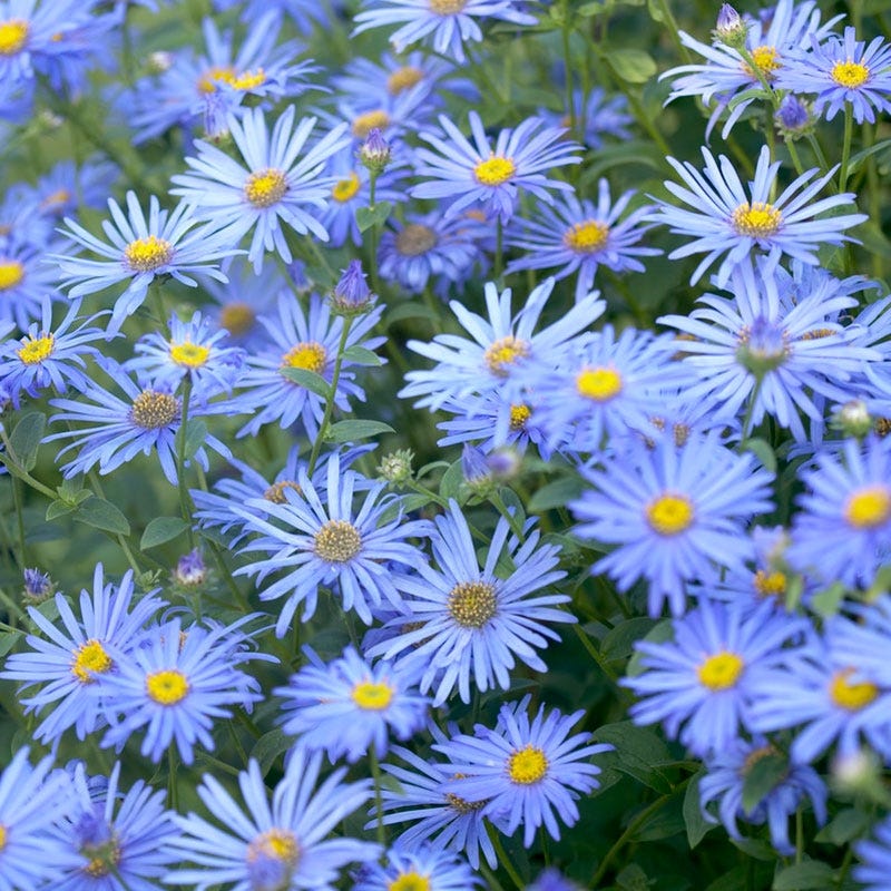 Monch Frikart's Aster