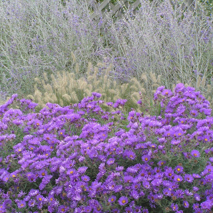 Purple Dome New England Aster